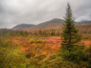 Moody Autumn Wetland in Petrelius Valley, Khibiny Mountains Landscape © sablinstanislav