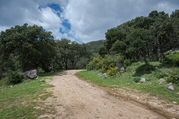 Gravel road winding through cork oak forest in Los Alcornocales Natural Park, Cadiz, Spain. Mediterranean landscape with green vegetation, hills and clouds under a bright blue sky © ihervas