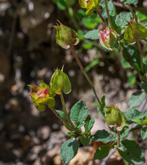 Seed capsules of Cistus salviifolius, sage-leaved rockrose, in Los Alcornocales Natural Park, Cadiz, Spain, photographed in Mediterranean scrubland habitat © ihervas