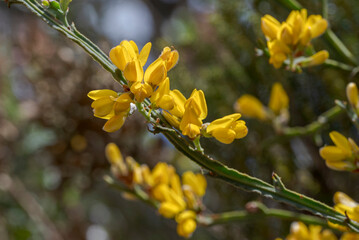 Close-up of Genista tridentata with bright yellow flowers growing in Mediterranean scrubland, surrounded by dense green foliage in Los Alcornocales Natural Park, Cadiz, southern Spain © ihervas