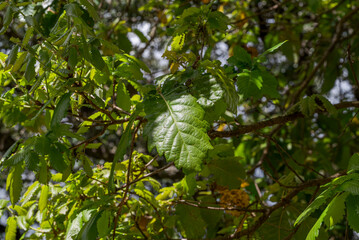 Fresh spring leaves of Quercus canariensis illuminated by sunlight in the understory of Los Alcornocales Natural Park, Cadiz, Spain © ihervas