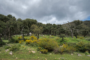 Cork oak forest in Los Alcornocales Natural Park, Cadiz, Spain. Mediterranean woodland with Quercus suber trees, rocky terrain and green shrubs under a bright blue sky with scattered clouds © ihervas