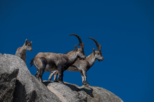 Iberian ibex, Capra pyrenaica ssp. victoriae group with two adult males and a juvenile standing on a granite rock in La Pedriza, near Manzanares el Real, Madrid, Spain