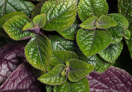 Purple and green incense plants "Nico" leaves. Top view. Plectranthus coleoides.
