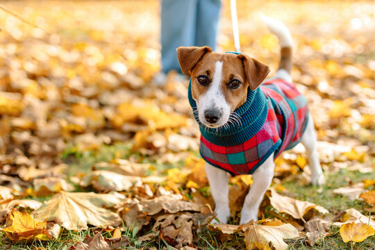 Jack Russell Terrier dog wearing a plaid coat on a leash in autumn park. Cute dressed pet walking with owner, lifestyle.