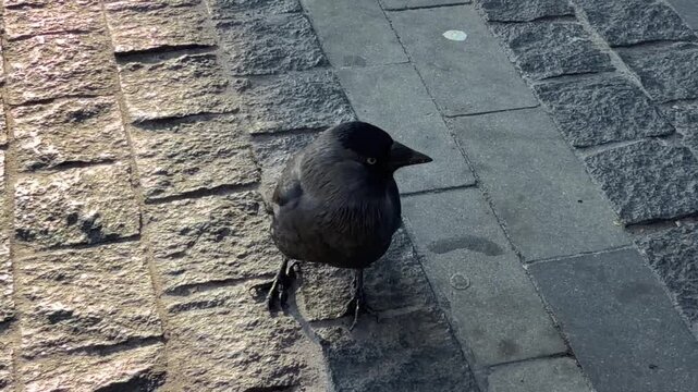 Curious jackdaw bird standing on cobblestone pavement in city center, close-up view, urban wildlife animal portrait.