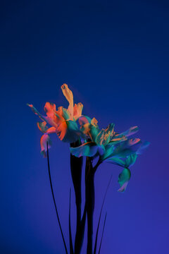 Flowers illuminated with colorful light against a dark background