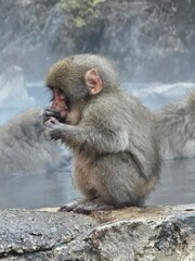 Snow Monkey Resort in Nagano, Japan © philippe paternolli