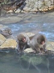 Snow Monkey Resort in Nagano, Japan © philippe paternolli