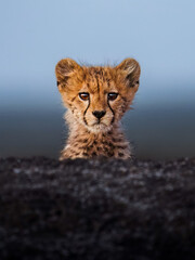 lion cub panthera leo © Jafar Ali
