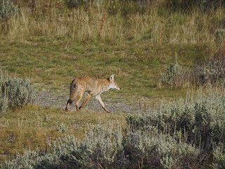 Coyote walks across open grassland with sparse shrubs. Sunlight glints off its fur and alert gaze. Natural habitat feels quiet and untamed. Ideal for wildlife, nature, or outdoor adventure themes © Mark