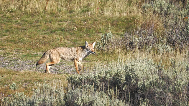 Coyote moves through dry grassland, alert and cautious. Sunlight glints off its fur, casting sharp shadows. It pauses, ears twitching, scanning its surroundings. Wind rustles sagebrush