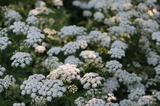 Ground elder flowers in a woodland