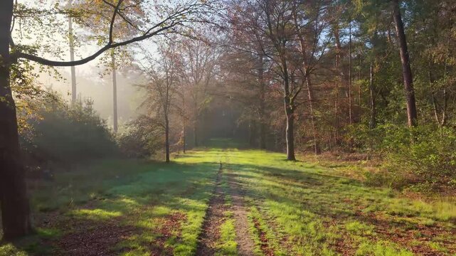 Aerial drone view of a road in an autumn forest at sunrise. Sunbeams and fog between trees with a parallax movement effect.