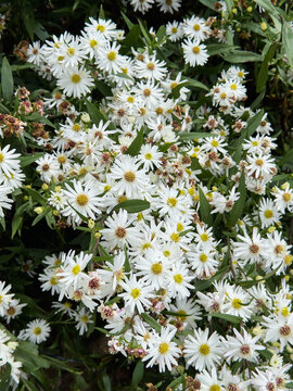 cluster of white aster flowers blooming in garden, small white blossom with green leaves in soft focus, spring nature background concept