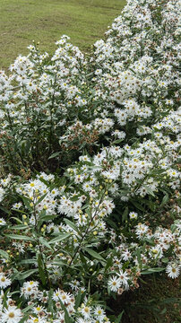 white aster flowers blooming in garden, vibrant blossom in natural background with soft focus, spring nature concept with copy space
