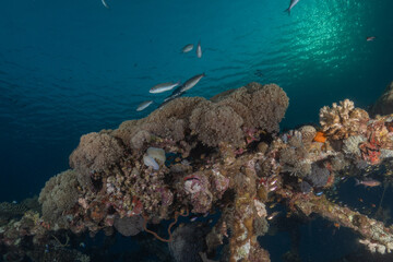 Coral reef and marine life in the Red Sea, Eilat, Israel   © yeshaya