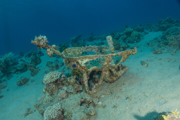 Coral reef and marine life in the Red Sea, Eilat, Israel   © yeshaya