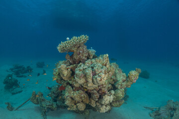 Coral reef and marine life in the Red Sea, Eilat, Israel   © yeshaya