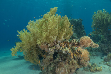 Coral reef and marine life in the Red Sea, Eilat, Israel   © yeshaya