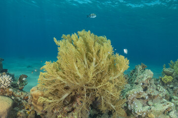 Coral reef and marine life in the Red Sea, Eilat, Israel   © yeshaya