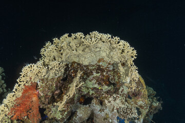 Coral reef and marine life in the Red Sea, Eilat, Israel   © yeshaya