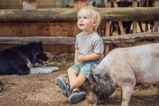 Happy toddler enjoys meeting a pig and dog at a petting farm. Joy and connection during a farm animal encounter.