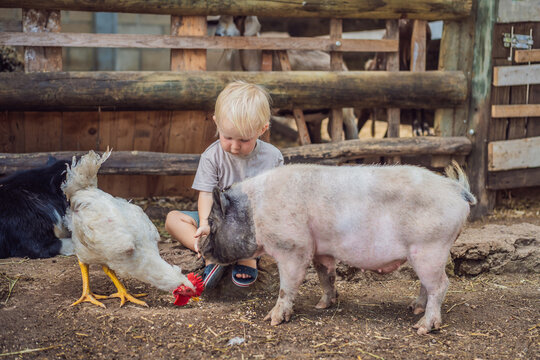 Toddler meets a pig and chicken during an educational farm visit. Curiosity and discovery through animal encounters.