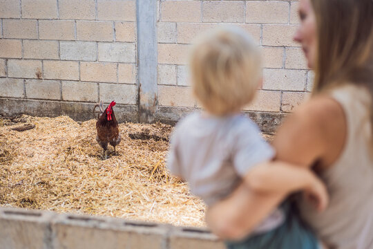 Mother introduces her toddler to a rooster at a petting farm. Curiosity and discovery through animal encounters.