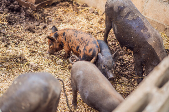 Pigs forage together in a straw covered farm enclosure. Farm livestock and natural foraging behavior.