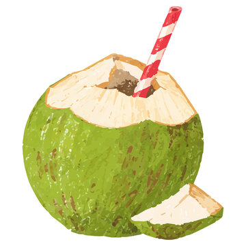 Hand Draw Style Fresh Green Coconut Drink Tropical Fruit Illustration