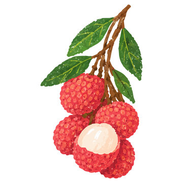 Hand Draw Style Tropical Lychee Fruit Cluster with Peeled Lychee Illustration