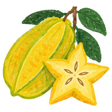 Hand Draw Style Tropical Starfruit with Sliced Carambola Illustration