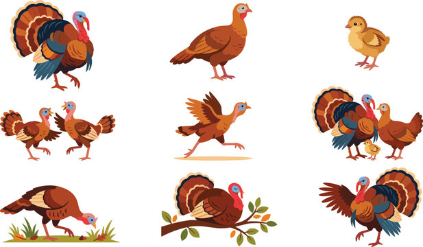 Set of cute cartoon turkey birds in various poses and actions for thanksgiving holiday design