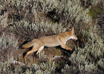 Coyote dashes through dense, sunlit brush. Fur blends with greenery as it moves swiftly. Natural light highlights its alert, focused gaze. Ideal for wildlife, nature, or survival themes © Mark