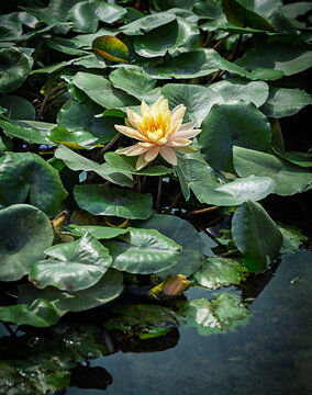 Single yellow water lily surrounded by dense green lily pads and dark pond water. The vertical composition emphasizes the flower within its natural environment, with layered foliage and aquatic vegeta