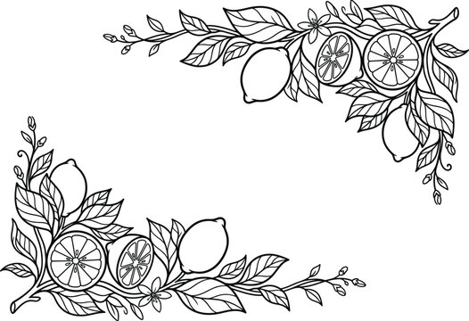 Hand drawn botanical illustration featuring lemon fruit and leaf elements arranged as elegant decorative corner borders for design