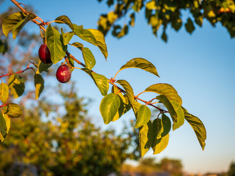 Ripe red plums growing on a tree branch among sunlit green leaves against a blue sky. Autumn fruit harvest concept for healthy eating, organic farming, gardening and seasonal food.