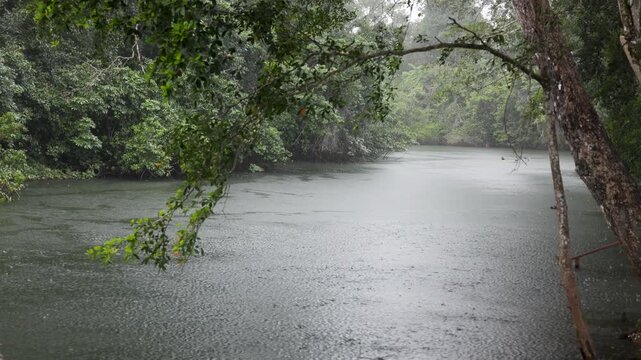 Heavy tropical rain fall in the jungle forest of Belize, near a river, Central America
