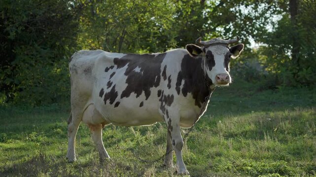 Spotted dairy cow standing alert in a sunlit grassy meadow surrounded by green trees, rural farm animal portrait in a natural outdoor pasture setting