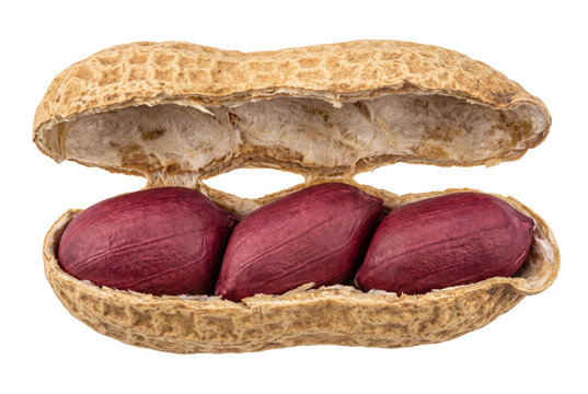 Three red skinned peanuts in an open shell
