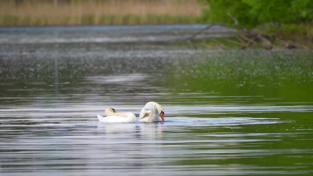 two swans on the lake