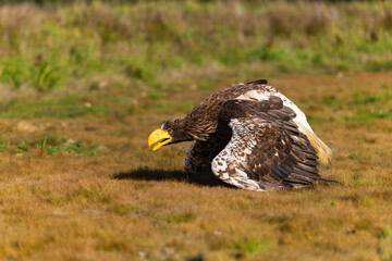 Fototapeta premium Steller's sea eagle (Haliaeetus pelagicus) crouching on open ground with wings partly spread and massive yellow beak, showing dark brown and white plumage in a natural outdoor setting.