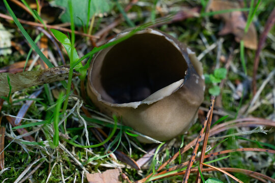 Goblet mushroom Helvella acetabulum on bed of moss and grass