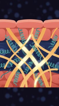 Skin layers producing collagen fibers and elastin, cross-section dermis animation showing skin regeneration and anti-aging process