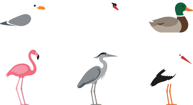Water birds flat vector icon set with seagull swan duck flamingo heron stork isolated on white background