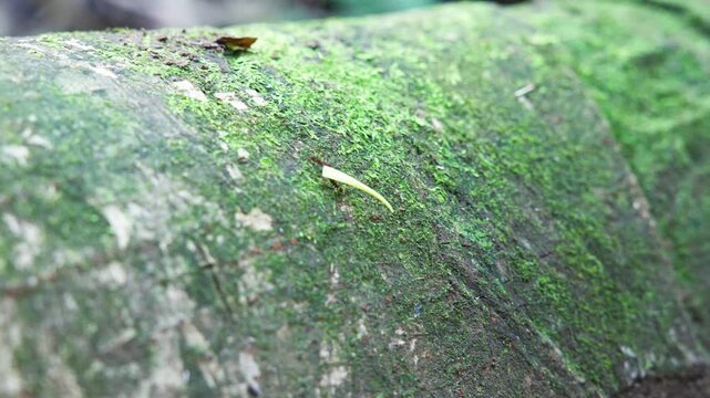 Massive colony of leafcutter ants walking through the jungle of Belize on an ant highway