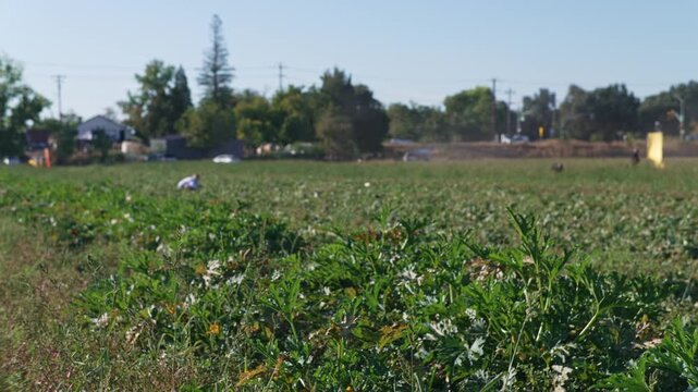 Green vegetable field with people harvesting crops on a sunny day, dense rows of cultivated plants stretch toward distant trees and buildings while several people work across the farmland