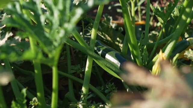 Green zucchini growing among dense leaves and stems on a vegetable farm, close up of a developing squash surrounded by foliage and blossoms in natural sunlight