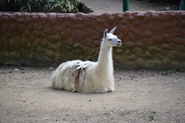 zoo © adan